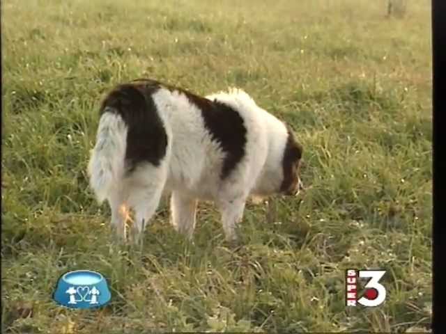 come togliere la forfora al cane