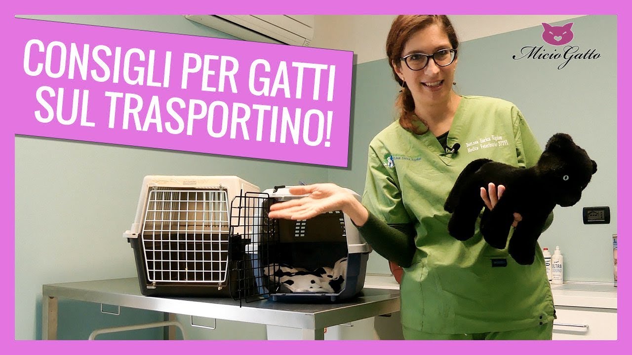 come trasportare un gatto senza trasportino