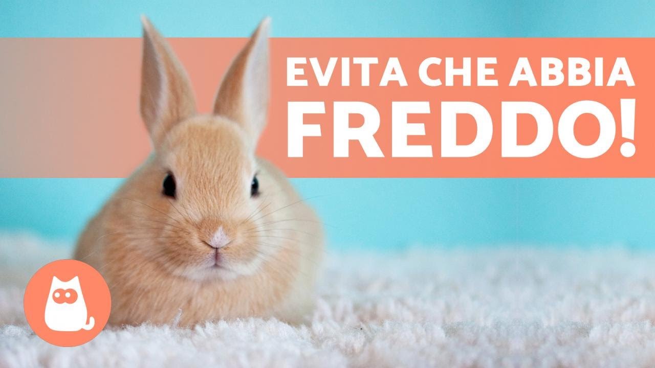 coniglio nano puo stare fuori d'inverno