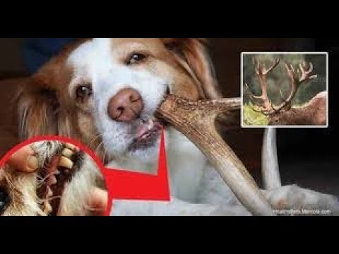 corno di cervo per cani fa male