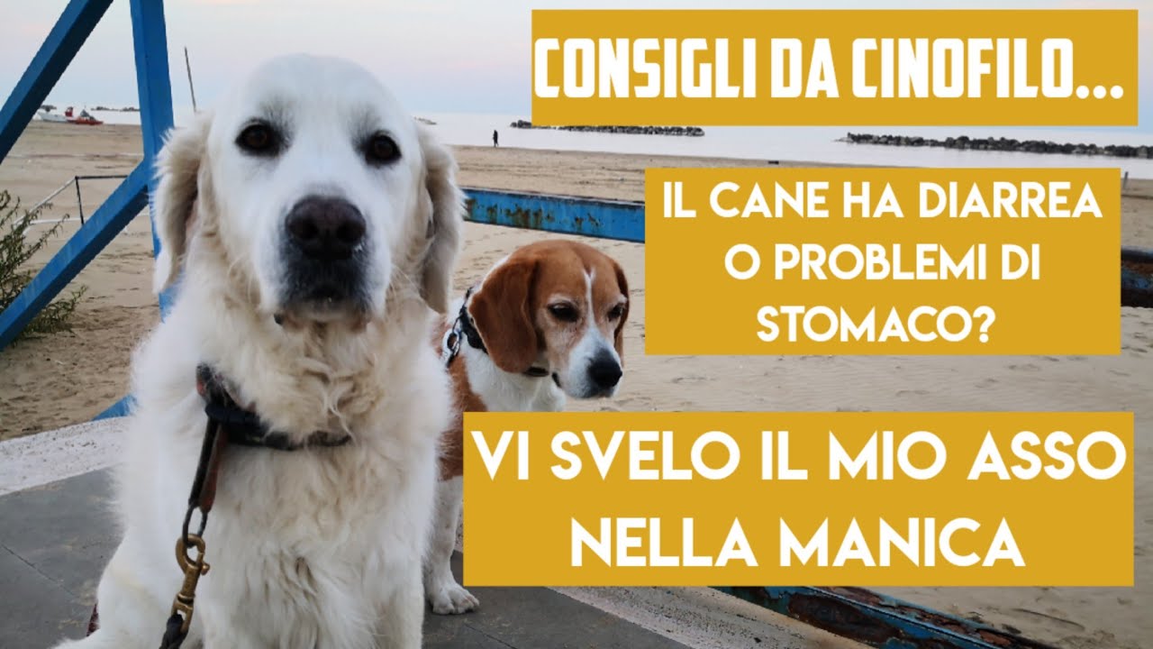 cosa dare al cane in caso di diarrea