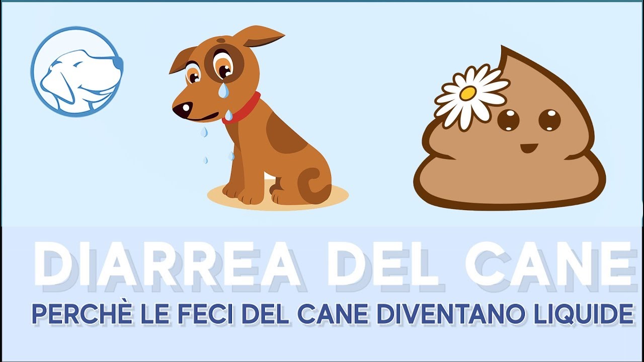 cosa dare al cane quando ha la diarrea