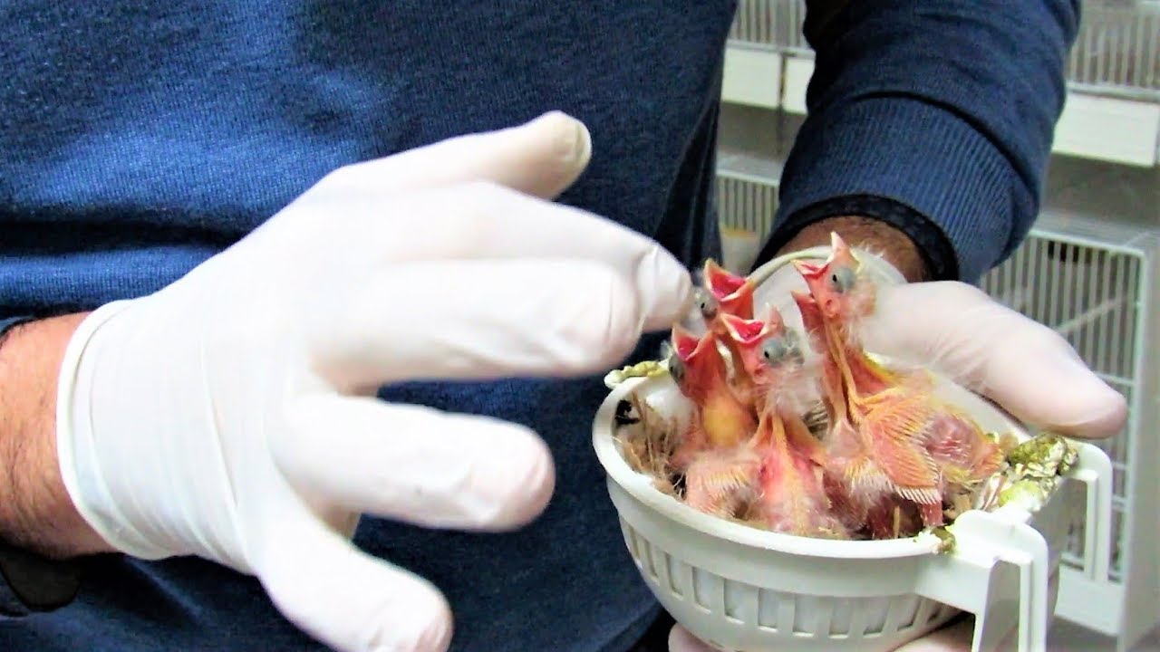 cosa dare da mangiare ai canarini appena nati