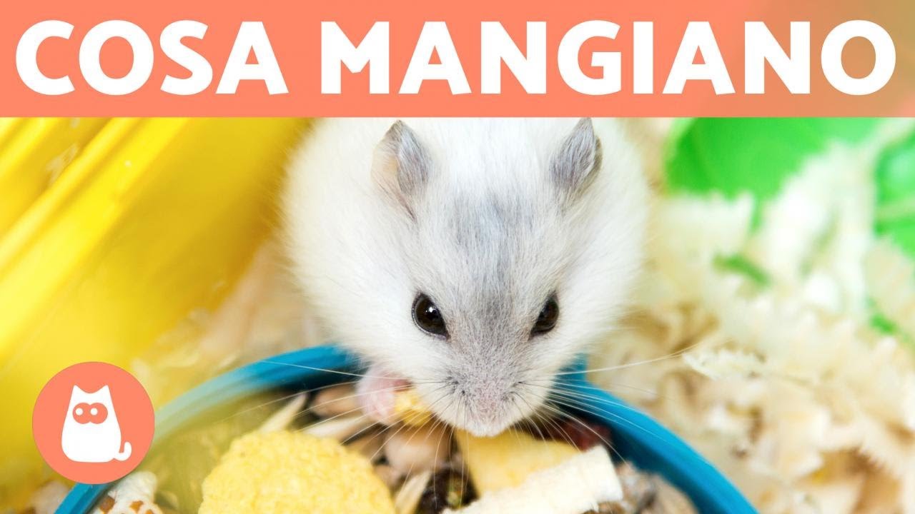 cosa dare da mangiare ai criceti