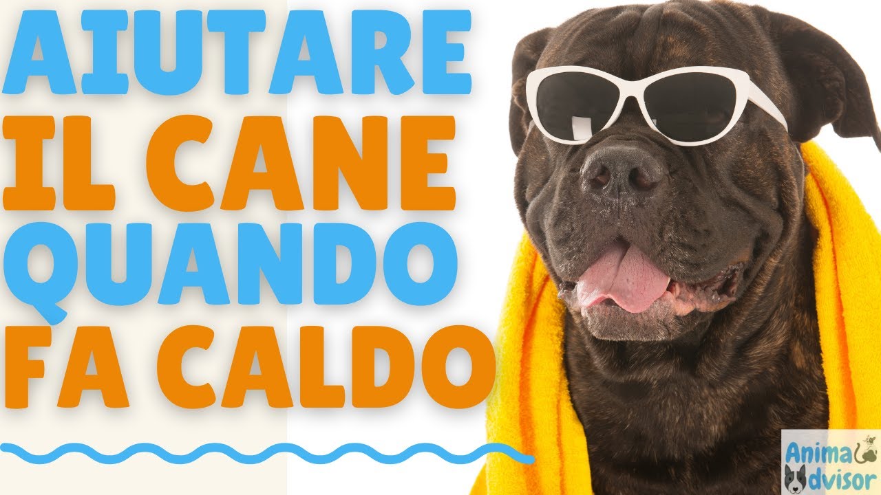 cosa far mangiare al cane quando fa caldo