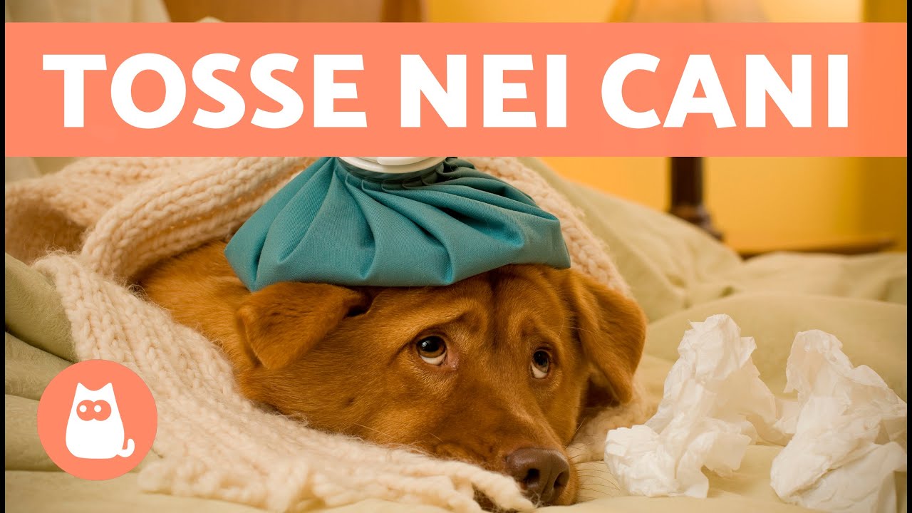 cosa fare se il cane ha la tosse