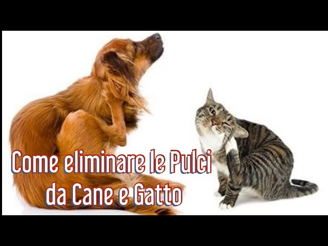 cosa fare se il cane ha le pulci
