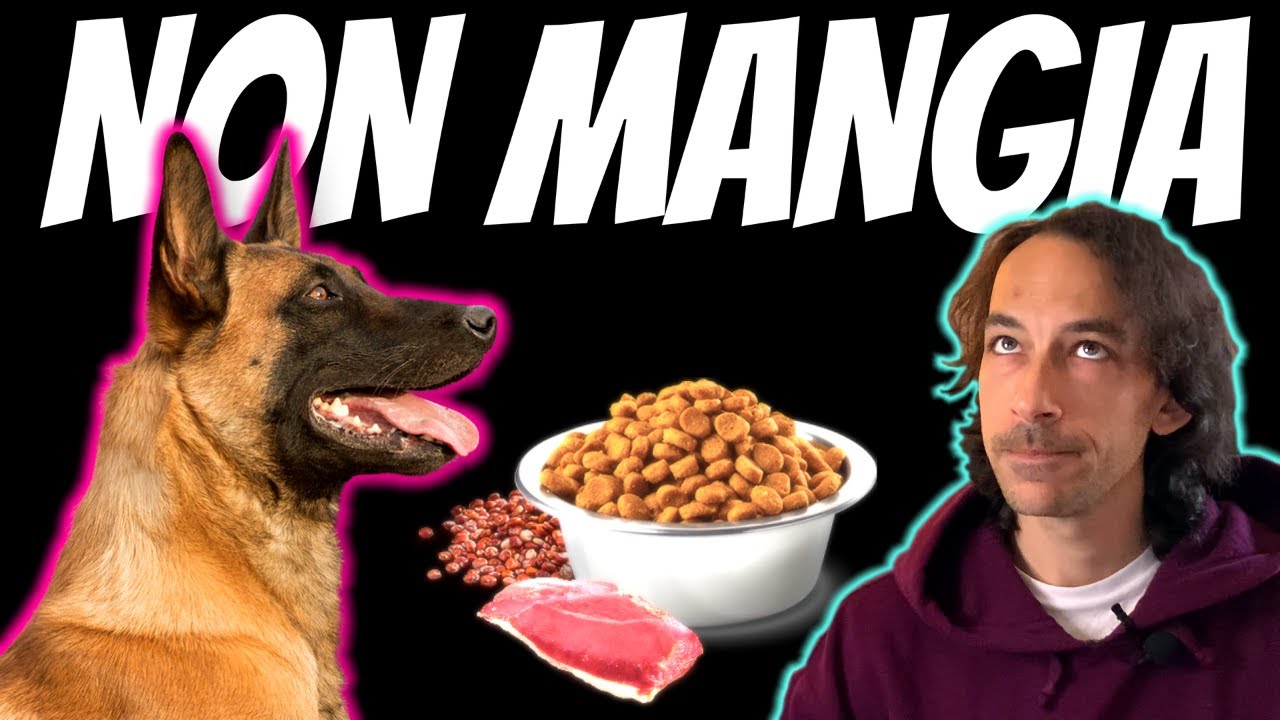 cosa fare se il cane non mangia