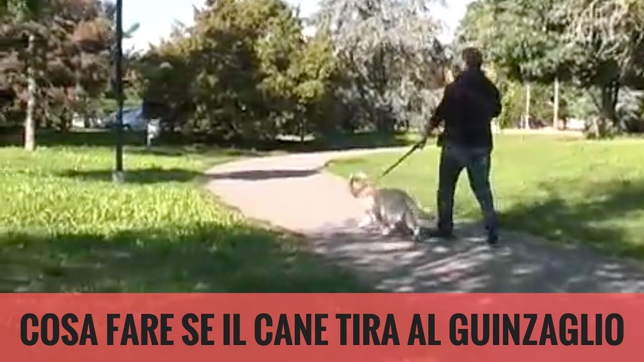 cosa fare se il cane tira al guinzaglio