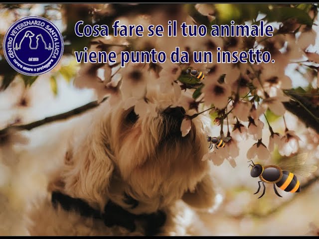 cosa fare se il cane viene punto da un ape