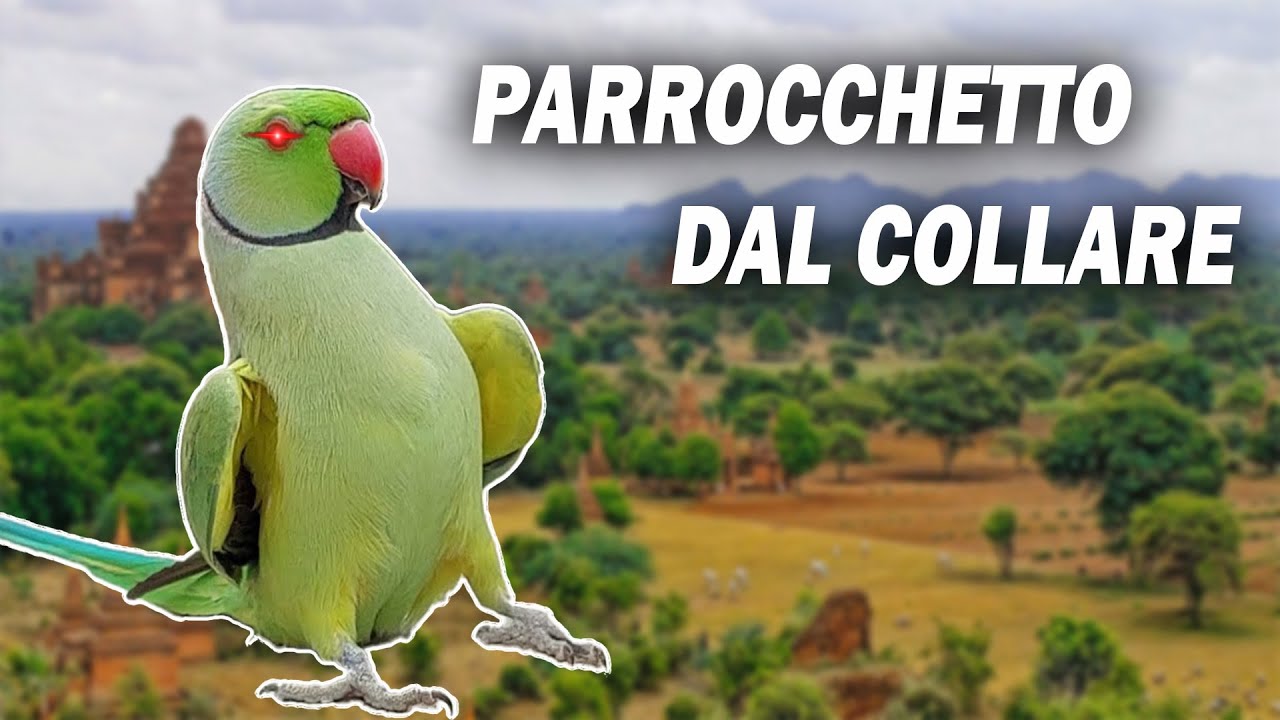 cosa mangiano i parrocchetti dal collare
