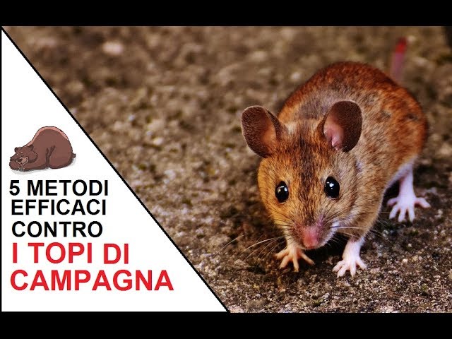 cosa mangiano i topi di campagna