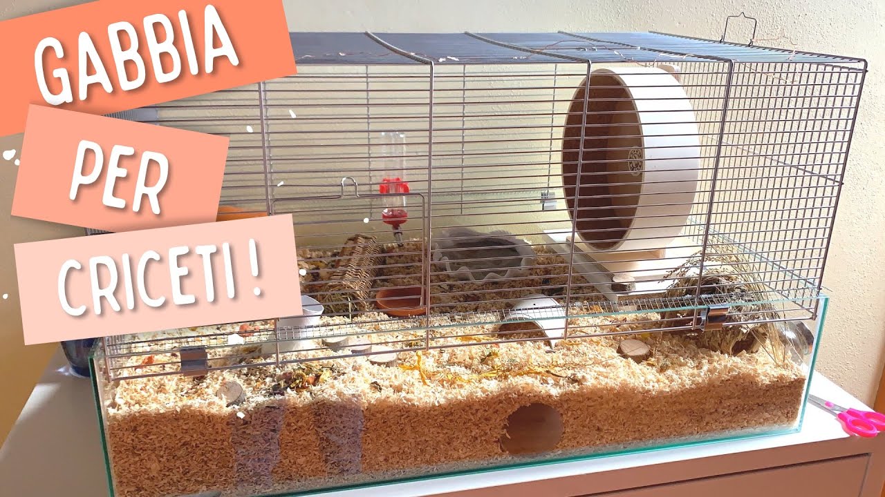 cosa mettere nella gabbia del criceto
