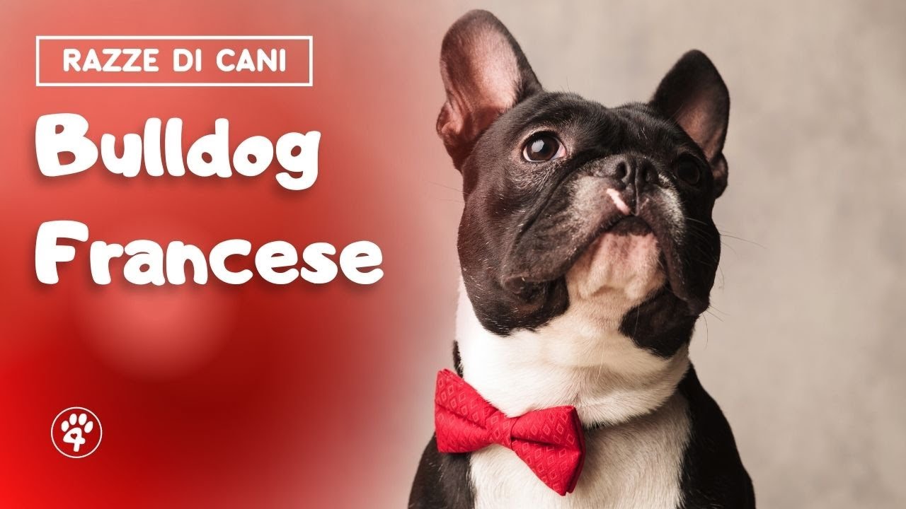 cosa puo mangiare un bulldog francese