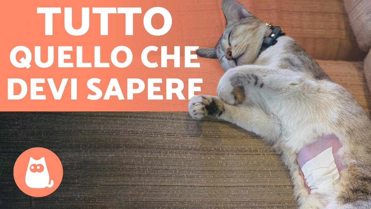 cosa succede se il gatto mangia prima della sterilizzazione