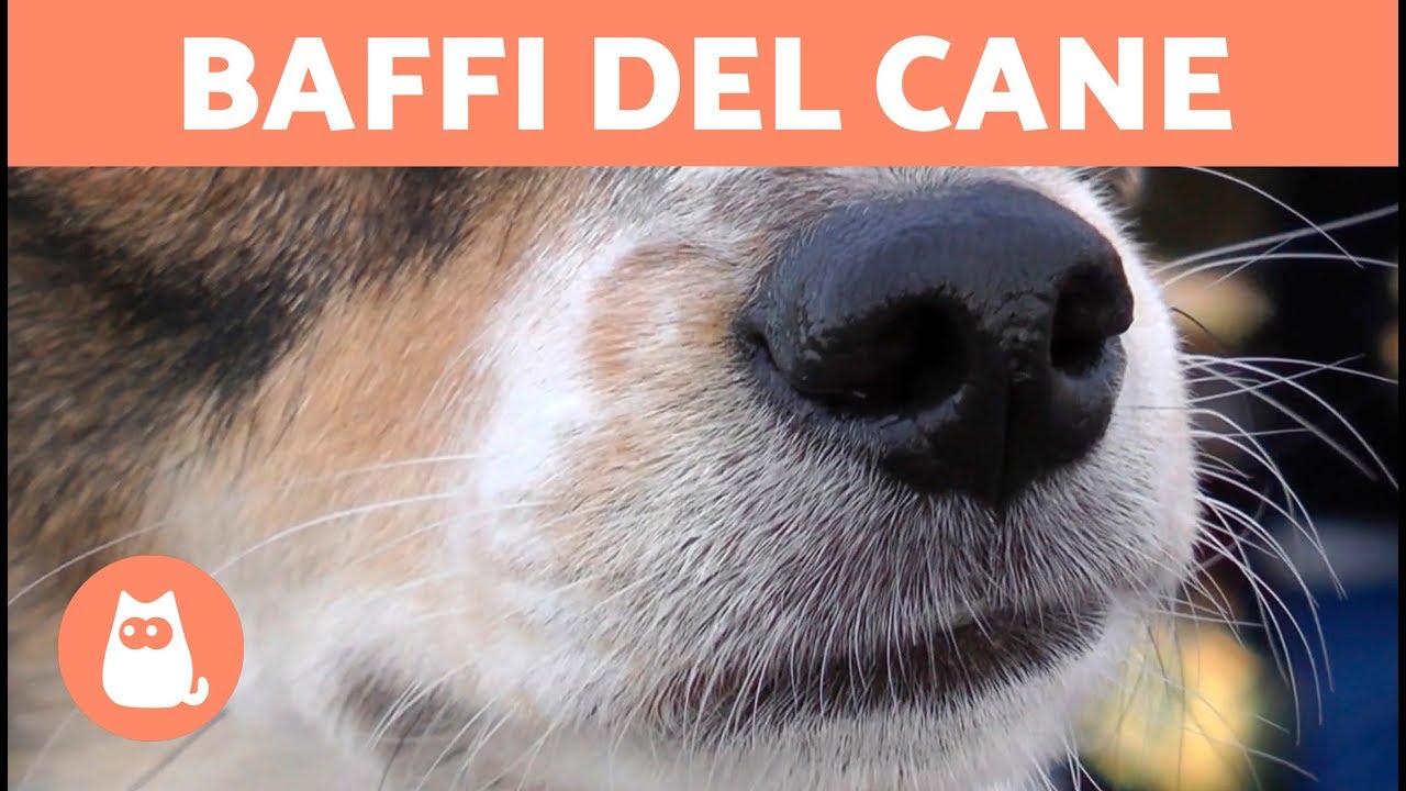cosa succede se tagli i baffi al cane