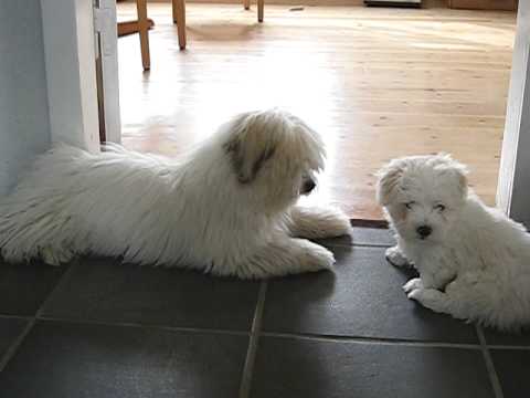 coton de tulear perde il pelo