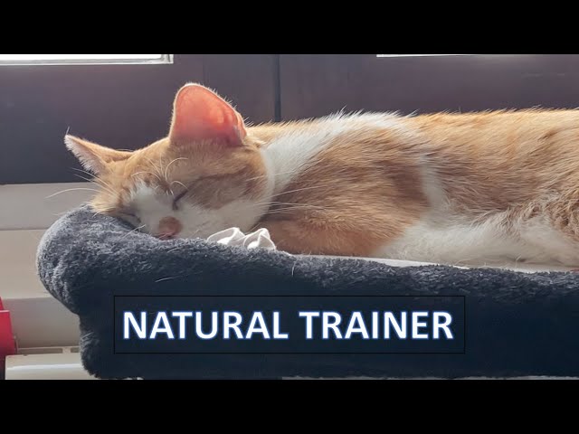croccantini gatto 20 kg spedizione gratuita