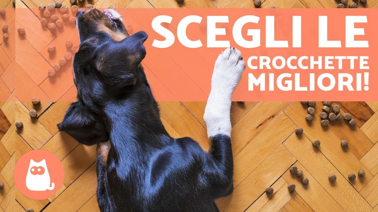 crocchette morbide per cani piccola taglia