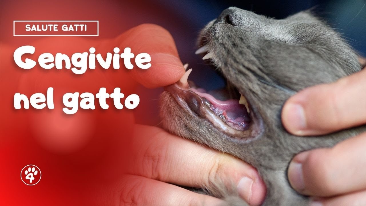 crocchette morbide per gatti con gengivite