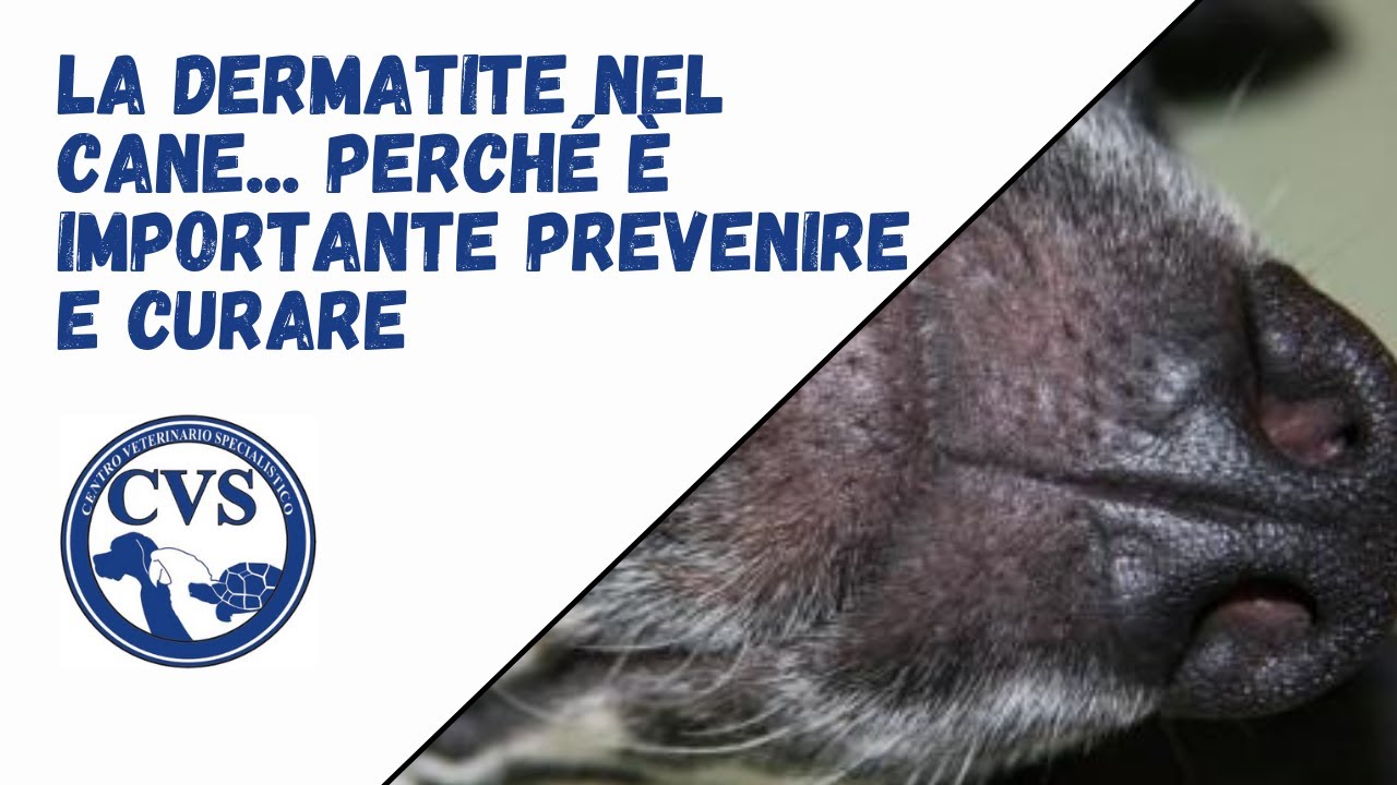 crocchette per cani con dermatite atopica