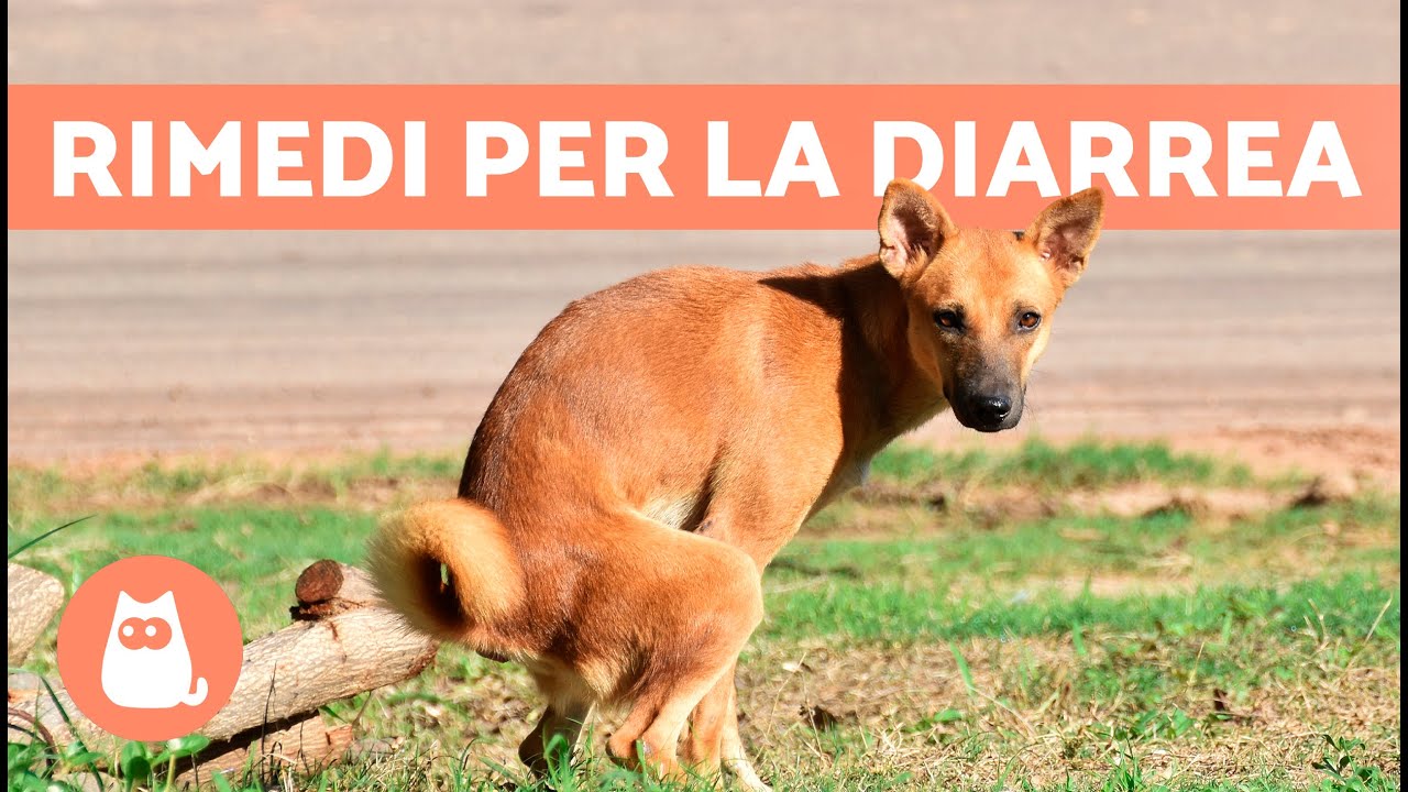 crocchette per cani con problemi intestinali