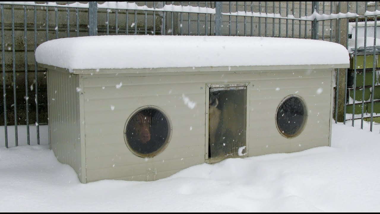 cuccia doppia per cani da esterno