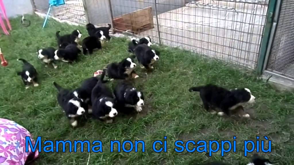 cuccioli di bovaro del bernese in canile