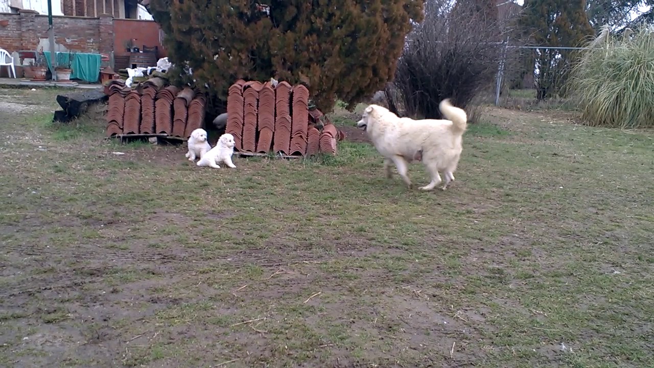 cuccioli di cane da montagna dei pirenei