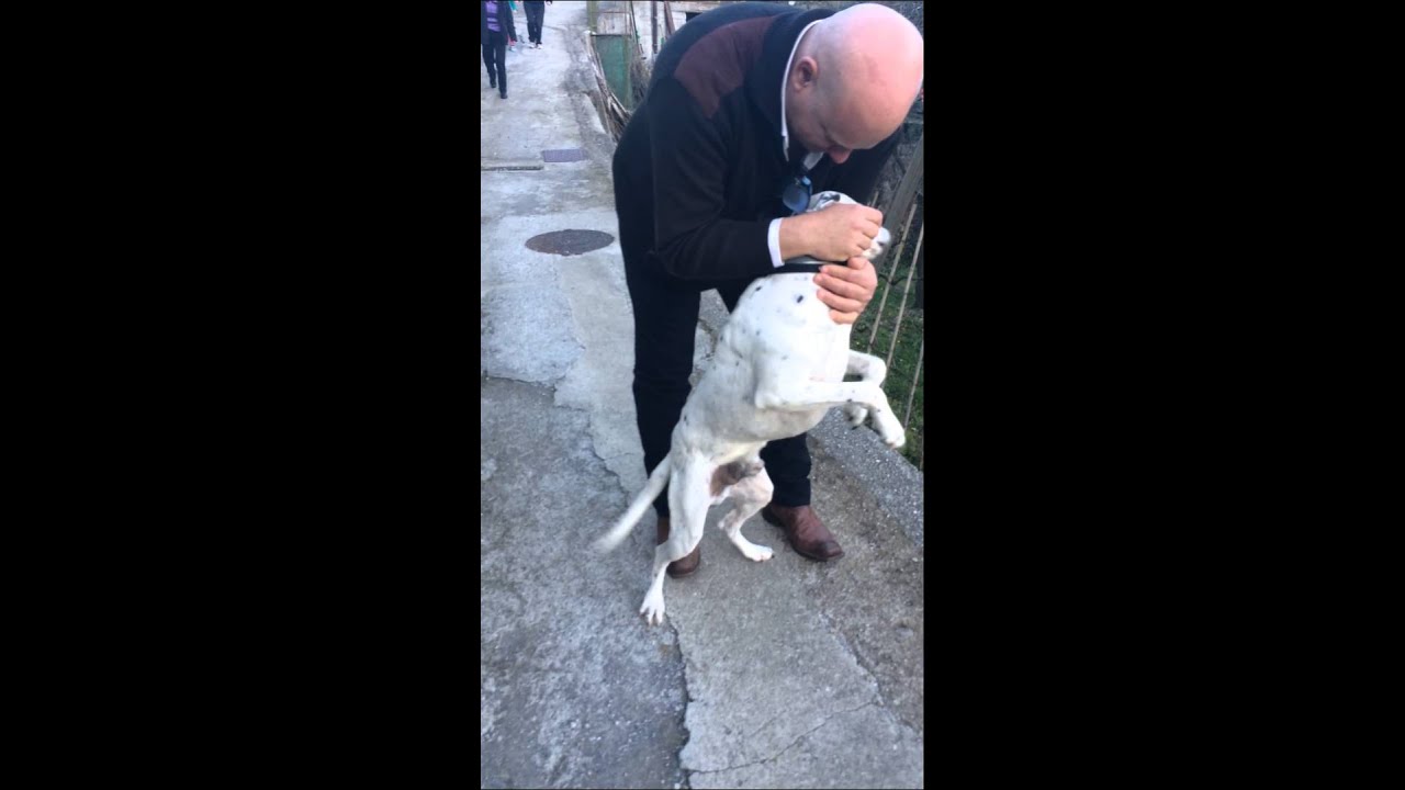 cuccioli di cane in regalo a torino
