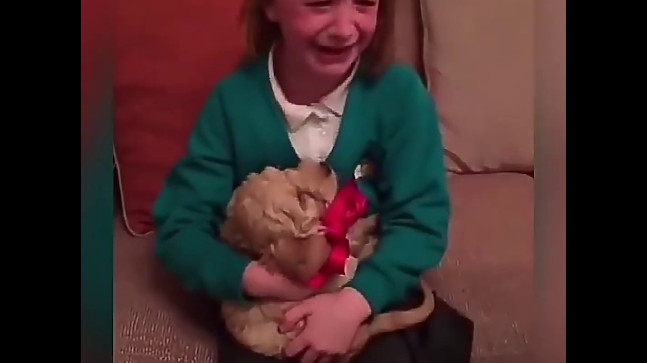 cuccioli di cane in regalo padova