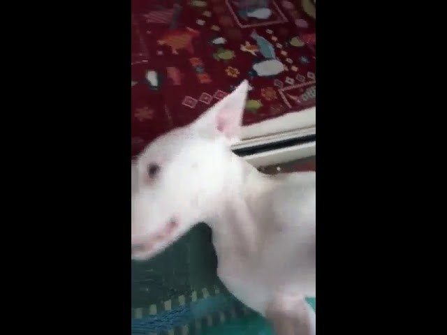 cuccioli di dogo argentino in regalo