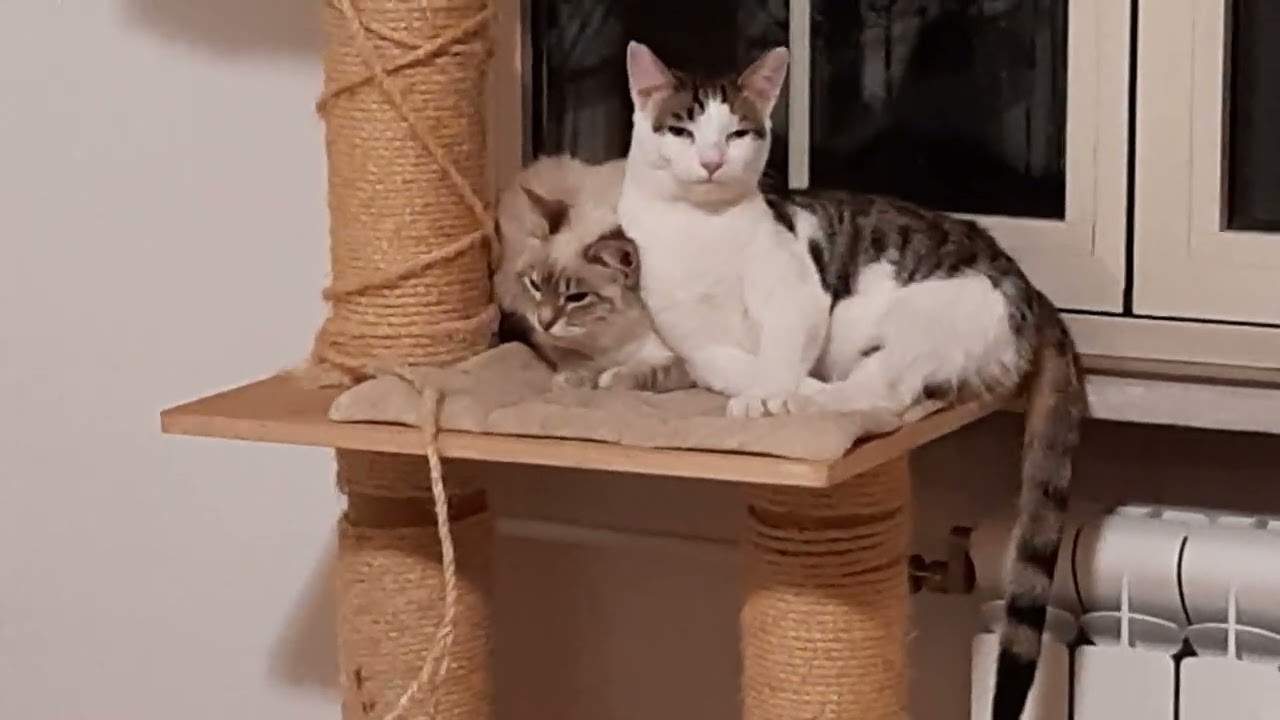 cuccioli di gatto siamese in regalo
