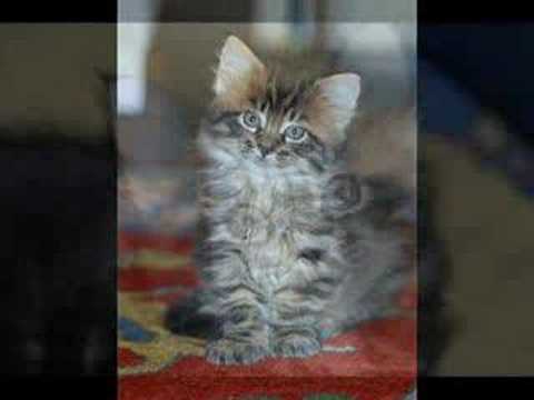 cuccioli di maine coon in vendita