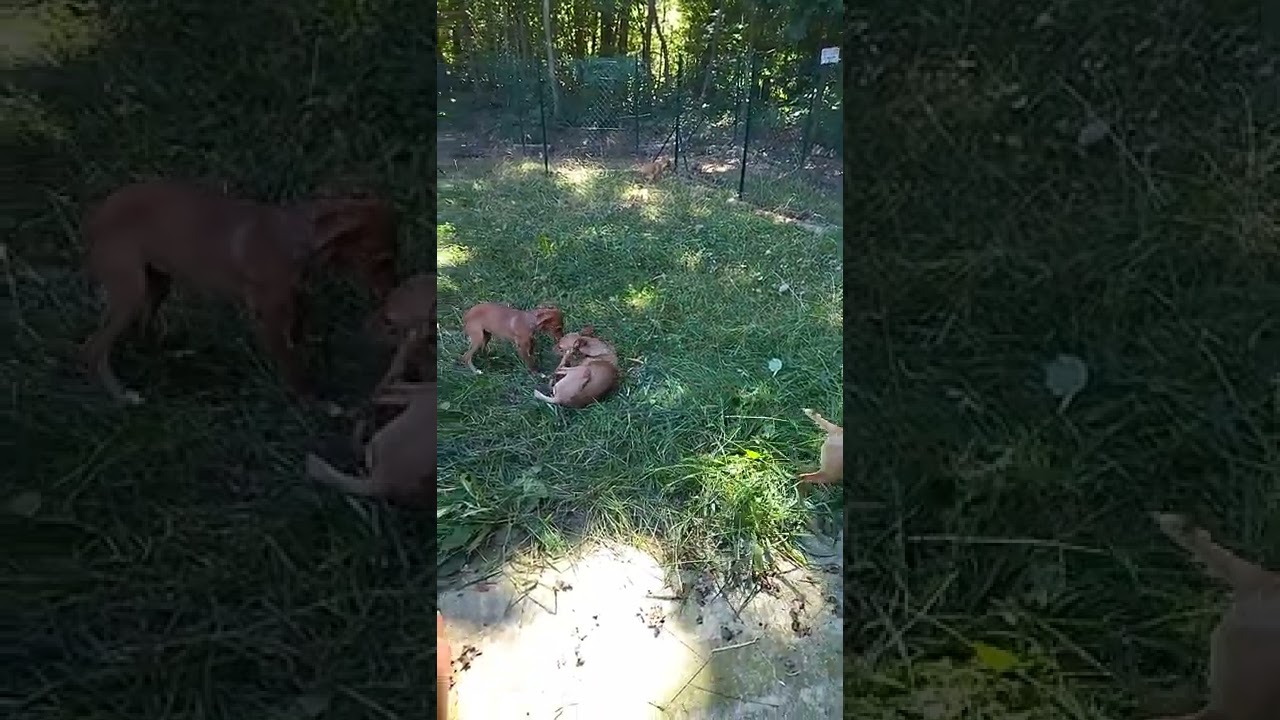 cuccioli in regalo provincia di varese