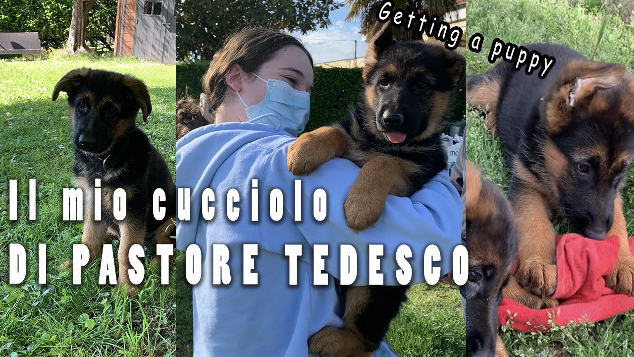 cuccioli pastore tedesco in regalo roma