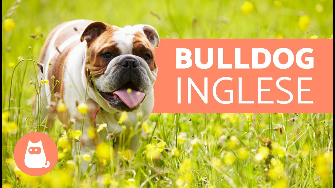 descrizione di un cane in inglese