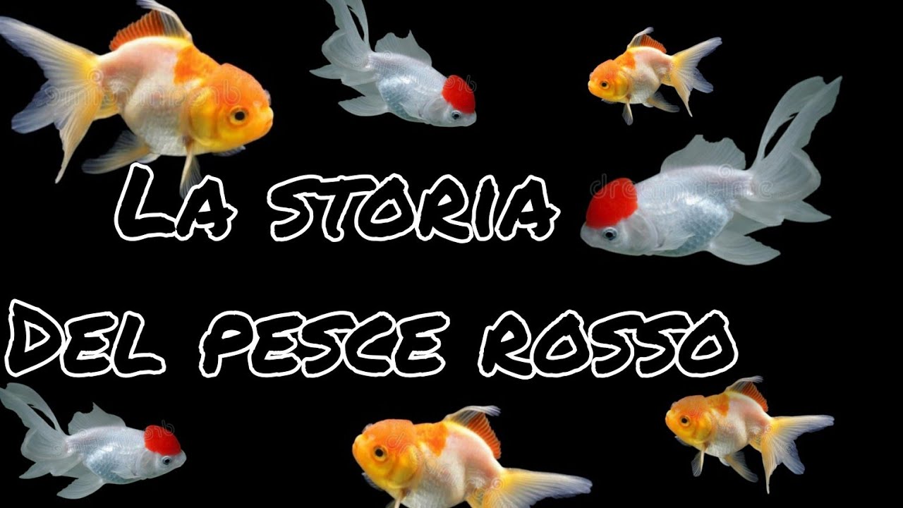 descrizione di un pesce rosso scuola primaria