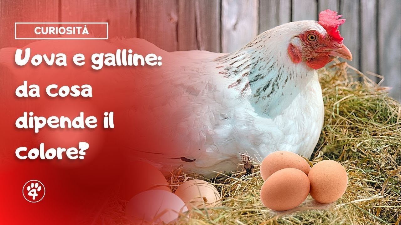 di che colore è la gallina