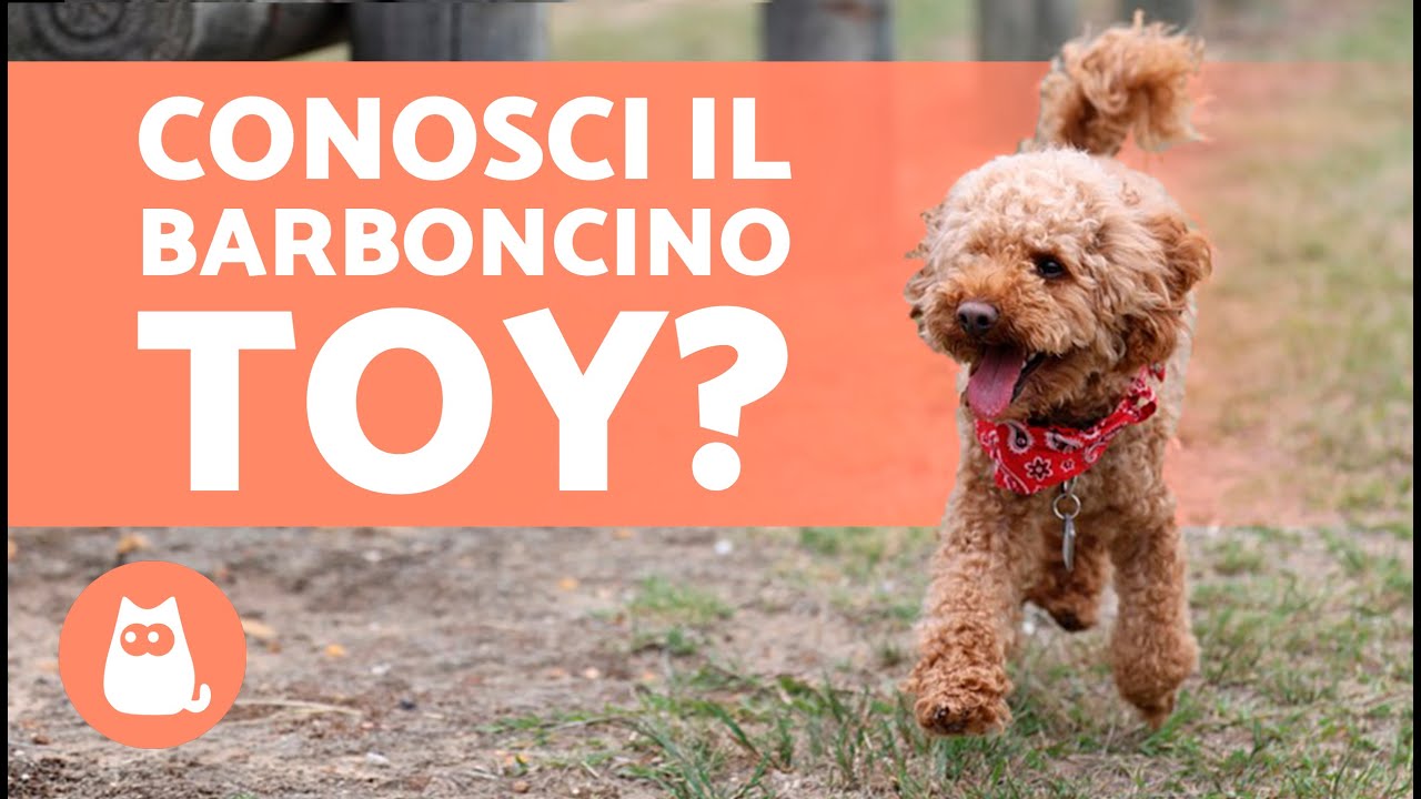 differenza tra barboncino toy e mini toy