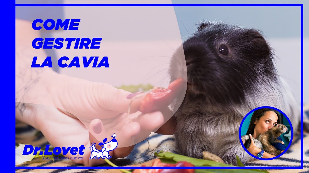 differenza tra porcellino d'india e cavia peruviana