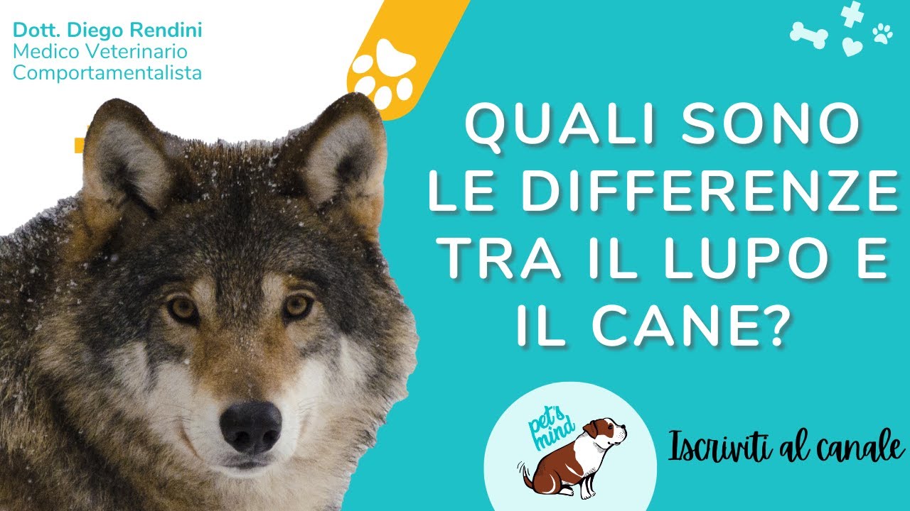 differenze fisiche tra lupo e cane