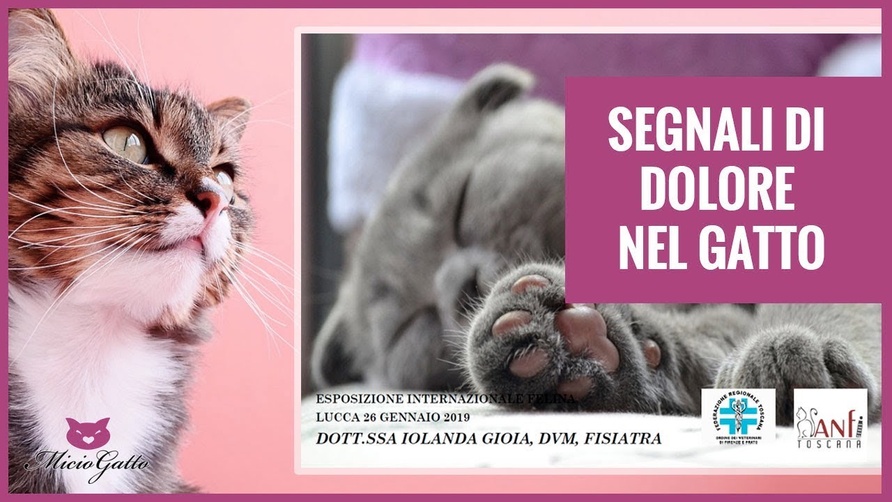 dolore posizione del gatto quando sta male