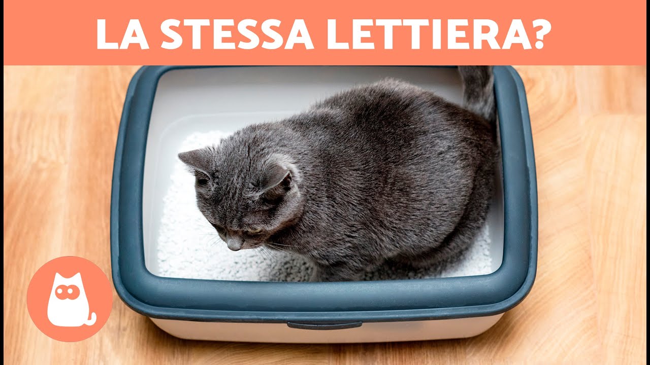 due gatti in casa stessa lettiera