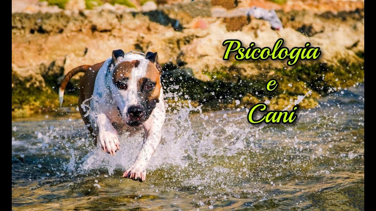e igienico avere un cane in casa