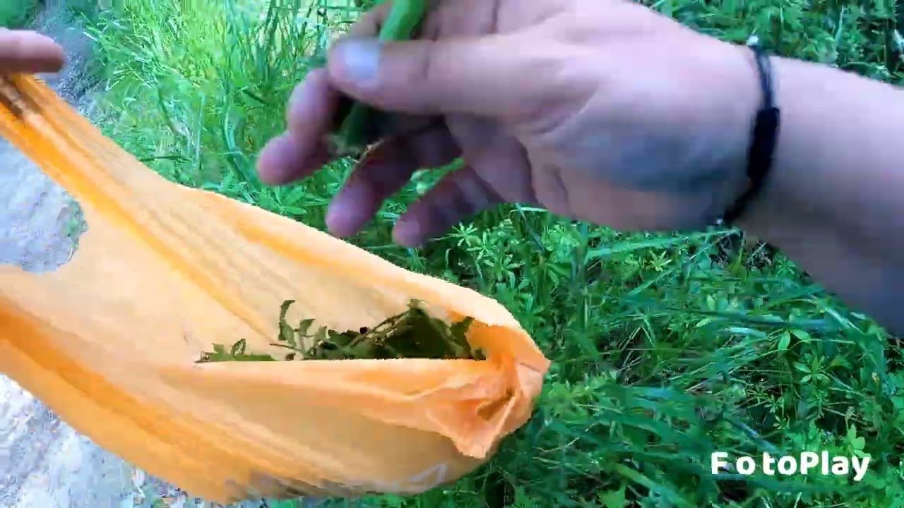 erbe selvatiche per tartarughe di terra
