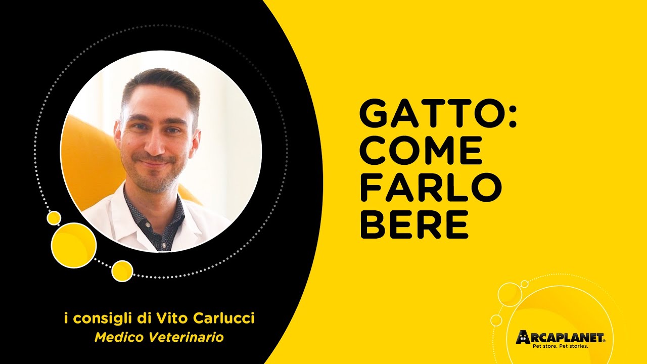 far bere il gatto con la siringa