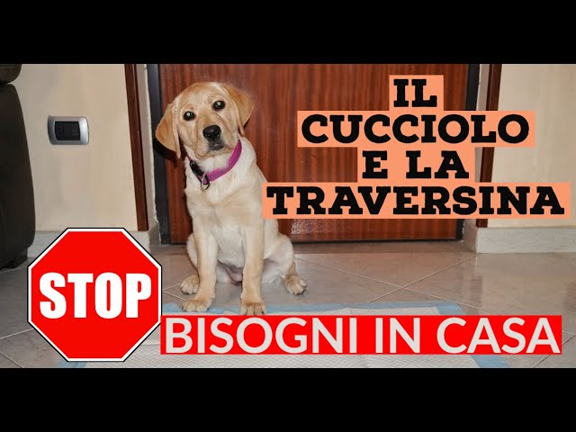 far fare i bisogni al cane sul terrazzo
