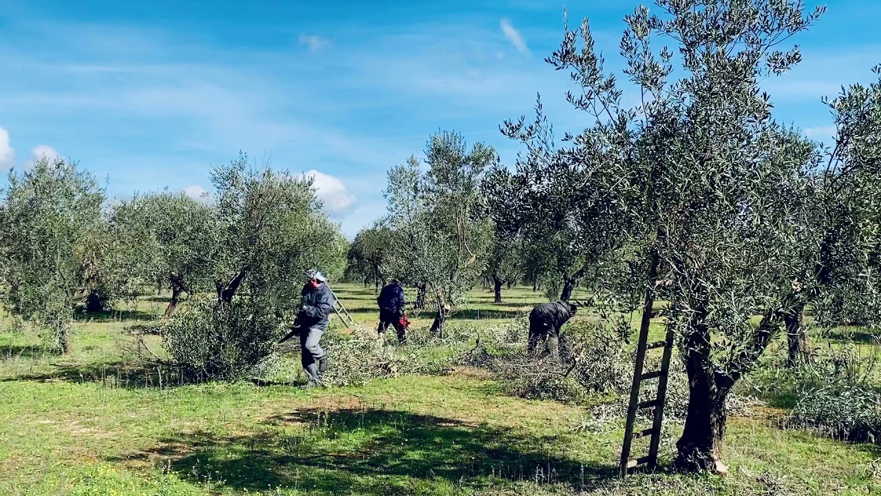 farmina n&d agnello zucca e mirtillo