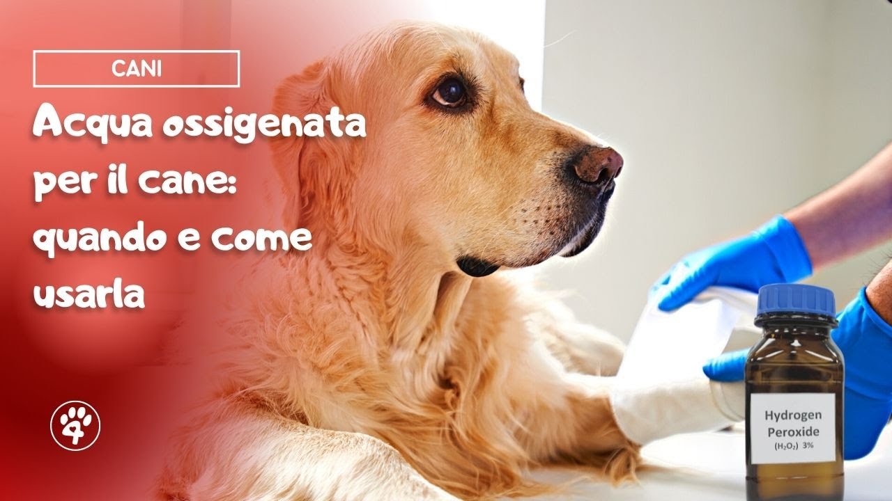forasacco zampa cane acqua e sale